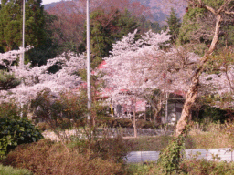 春の神社